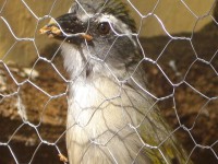 /album/criadouro-estrutura-e-passaros/imagem-077-jpg1/